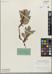 Foto von Salix glabra Scop.